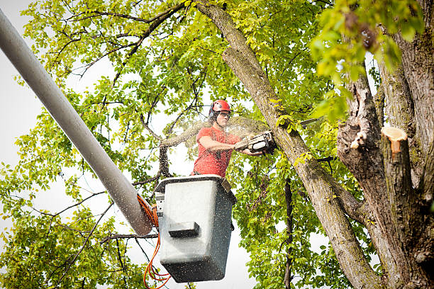 Best Tree Disease Treatment  in Larchmont, NY